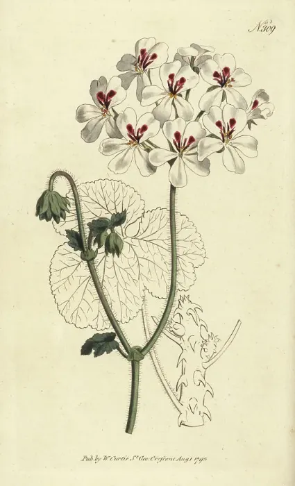Framed Print : Prickly-stalked geranium, Pelargonium echinatum Framed Print : Prickly-stalked geranium, Pelargonium echinatum