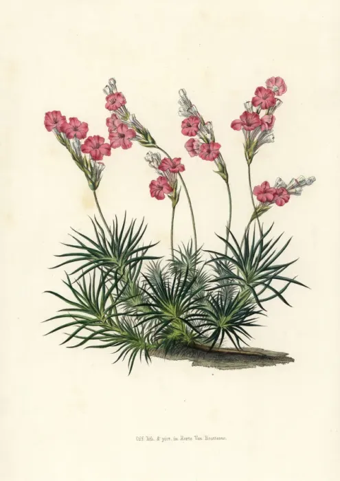 Framed Print : Prickly thrift, Acantholimon glumaceum Framed Print : Prickly thrift, Acantholimon glumaceum