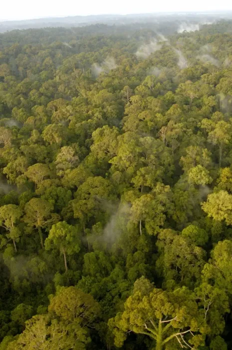 Framed Print : Primary rainforest at dawn, a view from a helicopter Framed Print : Primary rainforest at dawn, a view from a helicopter