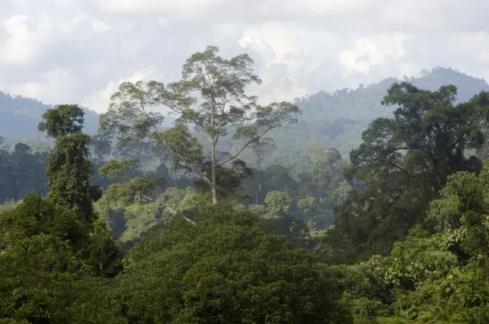 Framed Print : Primary rainforest on hill-slopes in river Danum Framed Print : Primary rainforest on hill-slopes in river Danum
