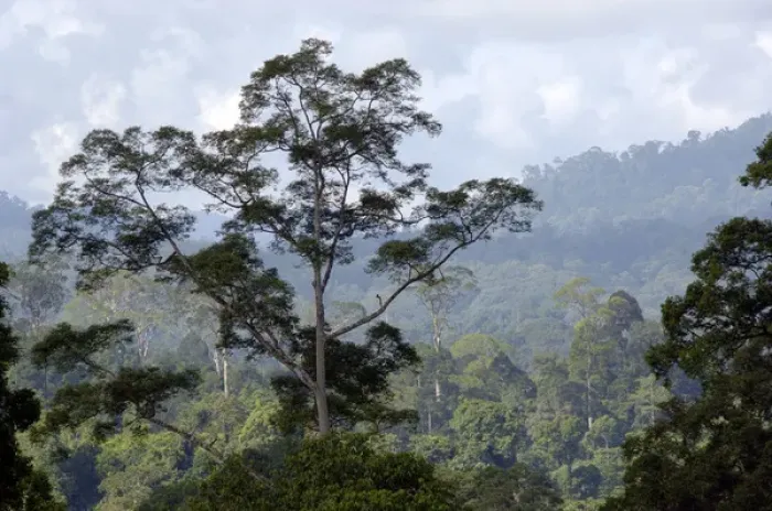 Framed Print : Primary rainforest on hill-slopes in river Danum Framed Print : Primary rainforest on hill-slopes in river Danum