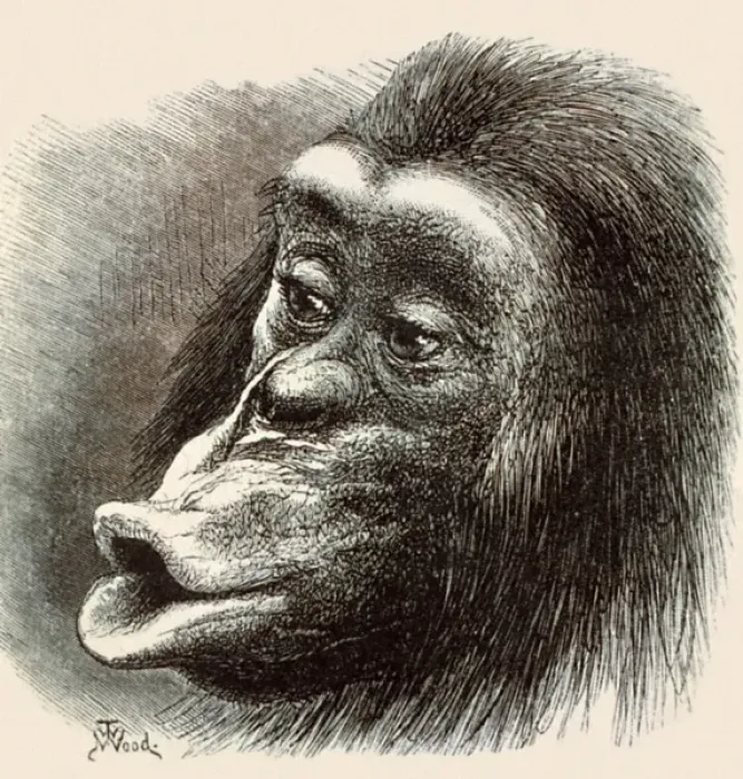 Framed Print : Primate Expressions Framed Print : Primate Expressions
