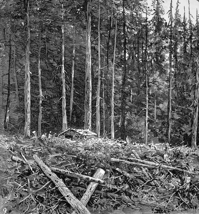Framed Print : The Primeval Forest at Burrards Inlet, British Columbia, 18 Framed Print : The Primeval Forest at Burrards Inlet, British Columbia, 18