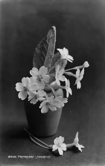 Framed Print : Primrose in a Pot Framed Print : Primrose in a Pot