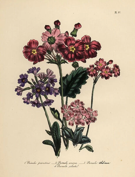 Primrose or Primula species