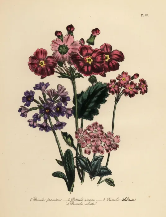 Framed Print : Primrose or Primula species Framed Print : Primrose or Primula species