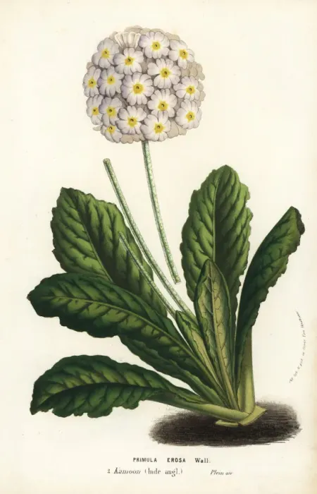 Framed Print : Primrose variety, Primula erosa Framed Print : Primrose variety, Primula erosa