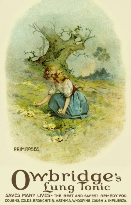Framed Print : Primroses. Owbridges lung tonic advertising Framed Print : Primroses. Owbridges lung tonic advertising