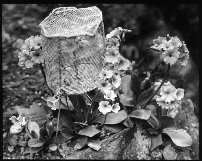 Framed Print : Primula Auricula (Bears Ear Primrose) with bee guard Framed Print : Primula Auricula (Bears Ear Primrose) with bee guard