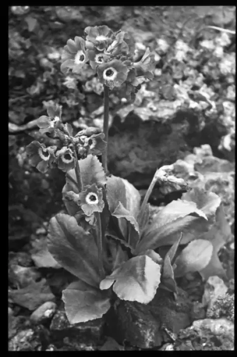Framed Print : Primula Auricula (Bears Ear Primrose) Celtic King Framed Print : Primula Auricula (Bears Ear Primrose) Celtic King