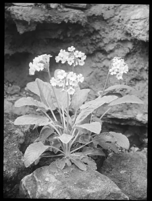 Framed Print : Primula Forrestii (Forest Primrose) Framed Print : Primula Forrestii (Forest Primrose)