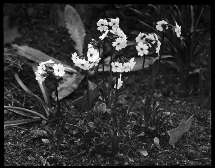 Framed Print : Primula Involucrata Framed Print : Primula Involucrata