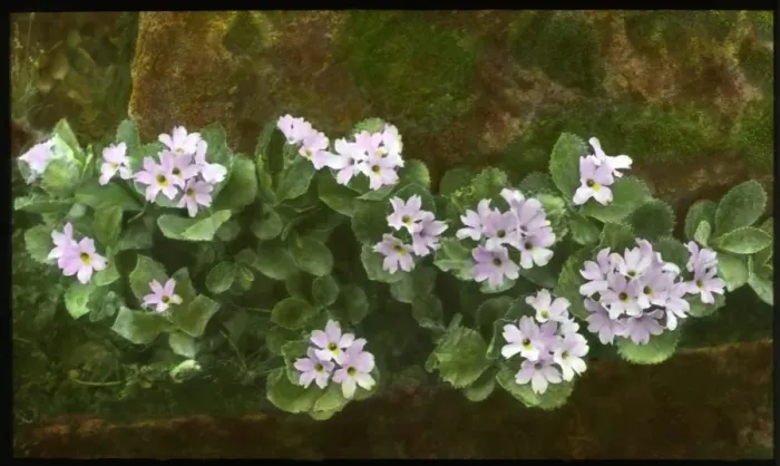 Framed Print : Primula Marginata (Marginate or Silver Edged Primrose) Framed Print : Primula Marginata (Marginate or Silver Edged Primrose)