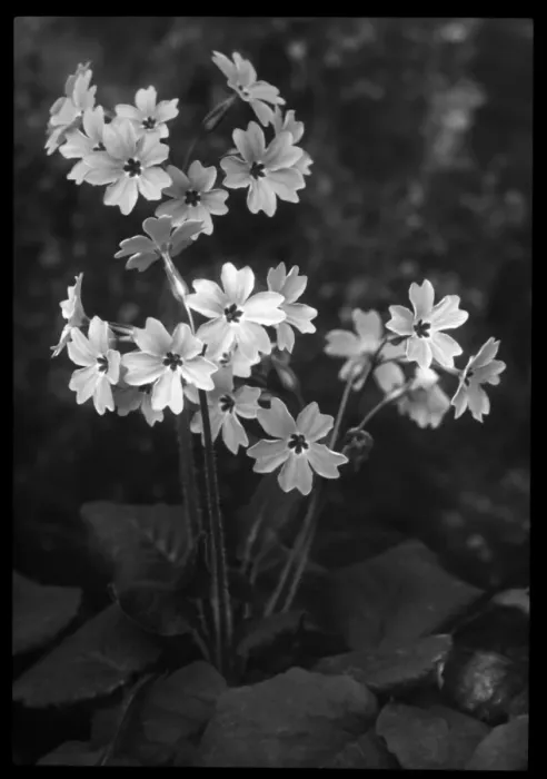Framed Print : Primula Megaseifolia Framed Print : Primula Megaseifolia