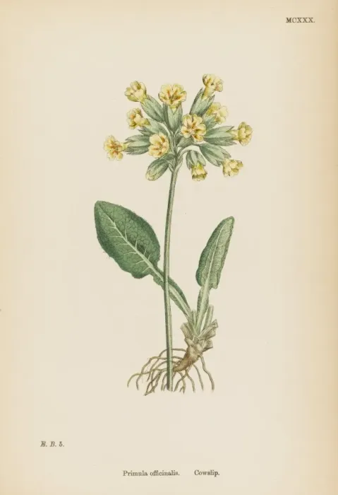 Framed Print : Primula Officinalis Framed Print : Primula Officinalis