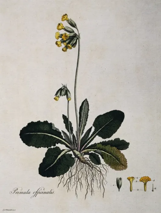 Framed Print : Primula officinalis, cowslip Framed Print : Primula officinalis, cowslip