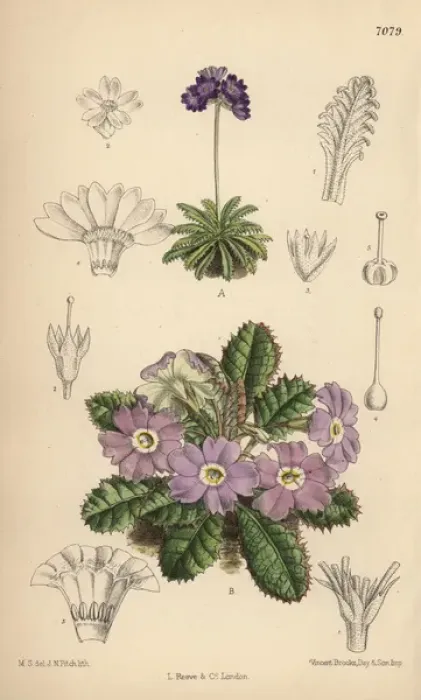 Framed Print : Primula pusilla and Primula petiolaris var Framed Print : Primula pusilla and Primula petiolaris var
