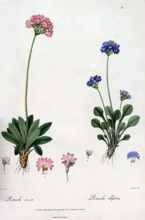 Framed Print : Primula rosea and Primula elliptica Framed Print : Primula rosea and Primula elliptica