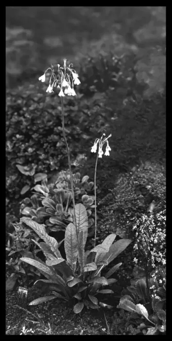 Framed Print : Primula Sikkimensis (Himalayan Cowslip) Framed Print : Primula Sikkimensis (Himalayan Cowslip)