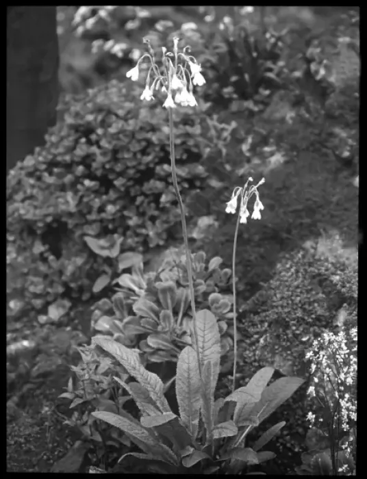 Framed Print : Primula Sikkimensis (Himalayan Cowslip) Framed Print : Primula Sikkimensis (Himalayan Cowslip)