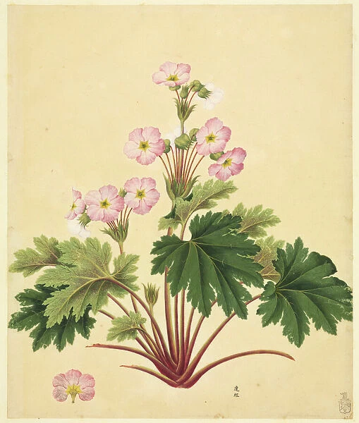 Primula sinensis. Plate 660 from the John Reeves Collection of Botanical Drawings