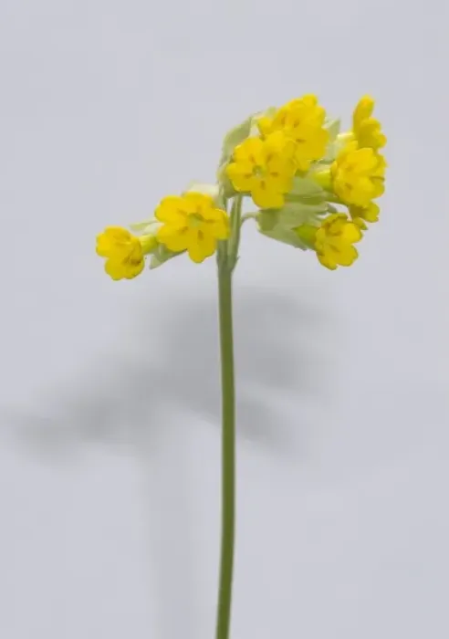 Framed Print : Primula veris, cowslip Framed Print : Primula veris, cowslip