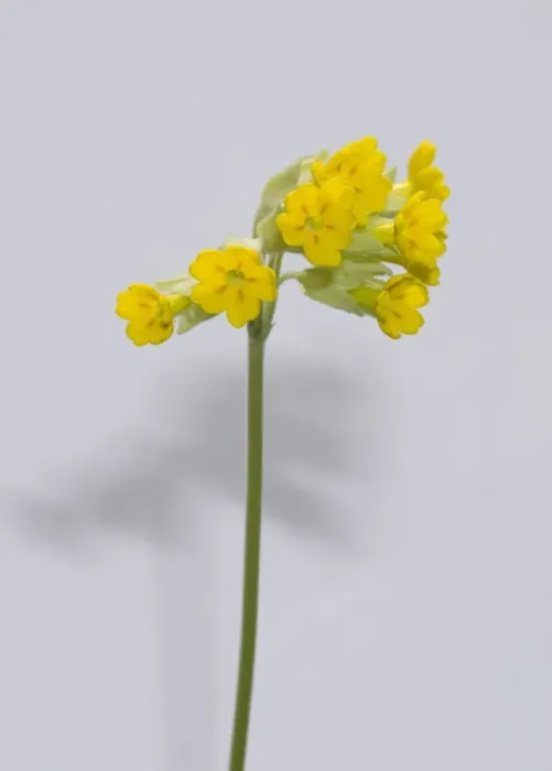 Framed Print : Primula veris, cowslip Framed Print : Primula veris, cowslip