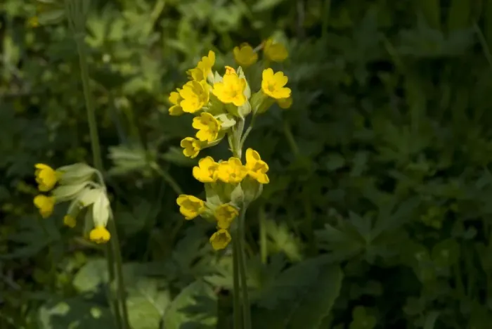 Framed Print : Primula veris, cowslip Framed Print : Primula veris, cowslip