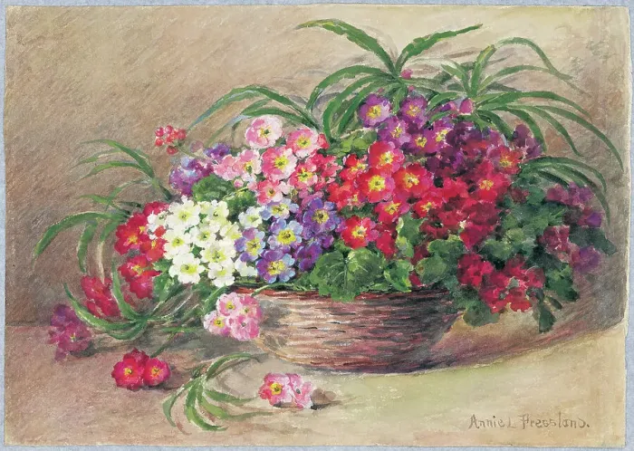 Framed Print : Primulas by Annie L. Pressland Framed Print : Primulas by Annie L. Pressland
