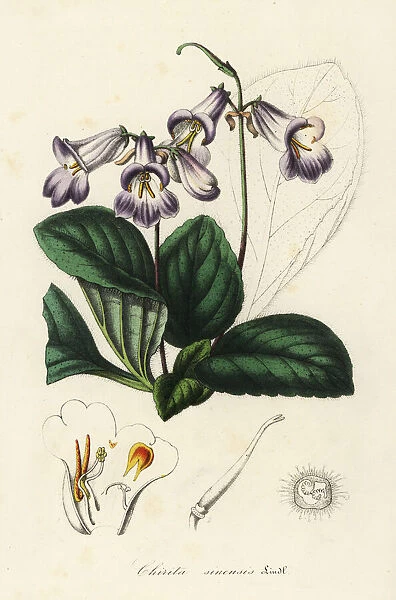 Primulina dryas