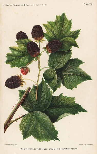 Primus blackberry, Rubus ursinus x Rubus crataegifolius