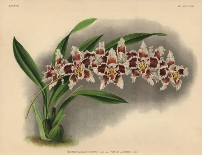 Framed Print : Prince Albert variety of Odontoglossum crispum orchid Framed Print : Prince Albert variety of Odontoglossum crispum orchid