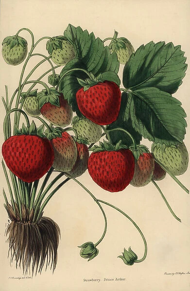 Prince Arthur Strawberry variety, Fragaria ananassa