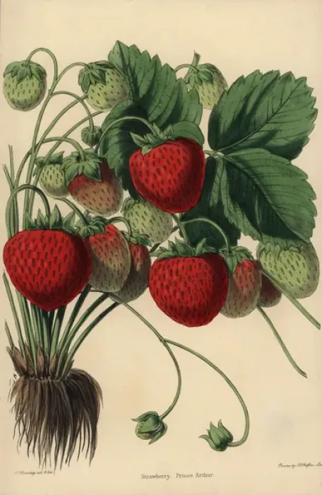 Framed Print : Prince Arthur Strawberry variety, Fragaria ananassa Framed Print : Prince Arthur Strawberry variety, Fragaria ananassa