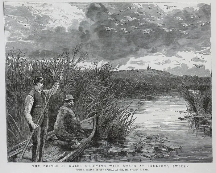 Framed Print : The Prince of Wales Shooting Swans, Sweden Framed Print : The Prince of Wales Shooting Swans, Sweden