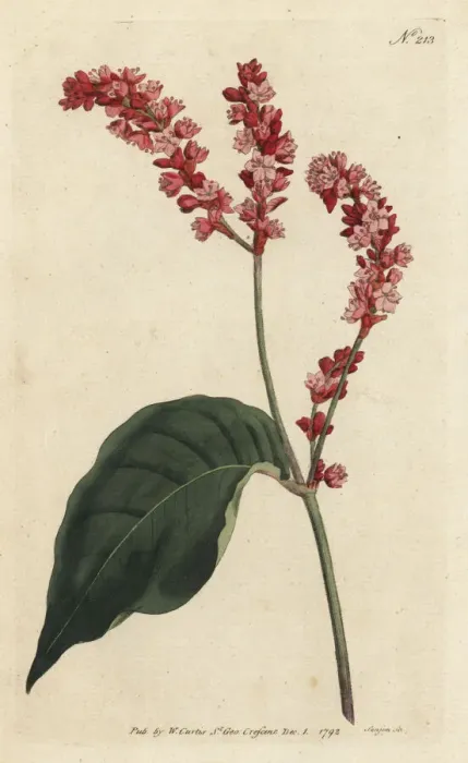 Framed Print : Princes feather, Persicaria orientalis Framed Print : Princes feather, Persicaria orientalis