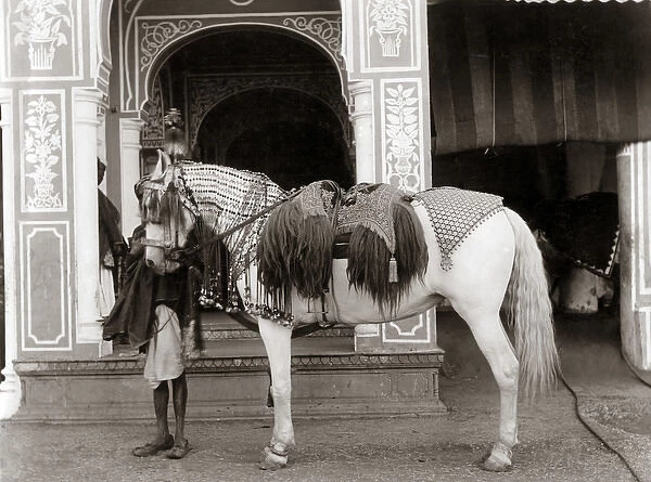 Princes horse with ornate saddlery, Indi, circa 1890