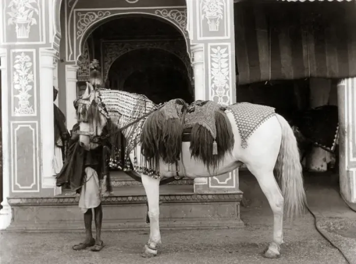 Framed Print : Princes horse with ornate saddlery, Indi, circa 1890 Framed Print : Princes horse with ornate saddlery, Indi, circa 1890