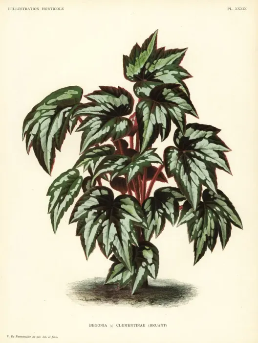 Framed Print : Princess Clementines begonia, Begonia clementinae Framed Print : Princess Clementines begonia, Begonia clementinae