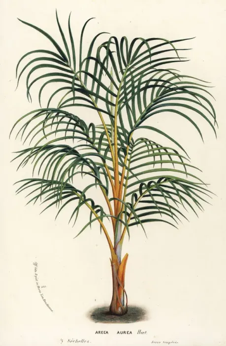 Framed Print : Princess palm, Dictyosperma album var. aureum Framed Print : Princess palm, Dictyosperma album var. aureum