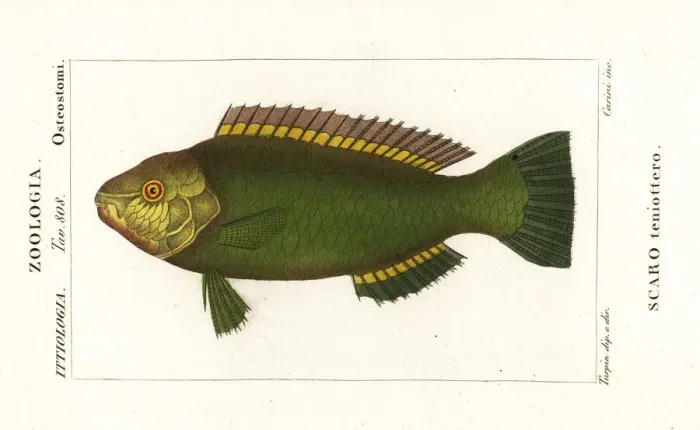 Framed Print : Princess parrotfish, Scarus taeniopterus Framed Print : Princess parrotfish, Scarus taeniopterus
