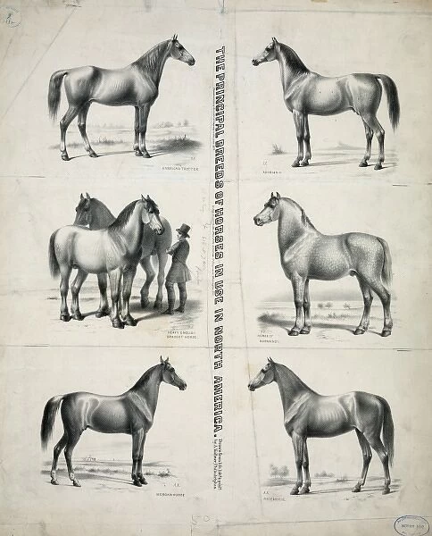 The Principal breeds of horses in use in North America