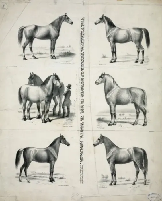 Framed Print : The Principal breeds of horses in use in North America Framed Print : The Principal breeds of horses in use in North America
