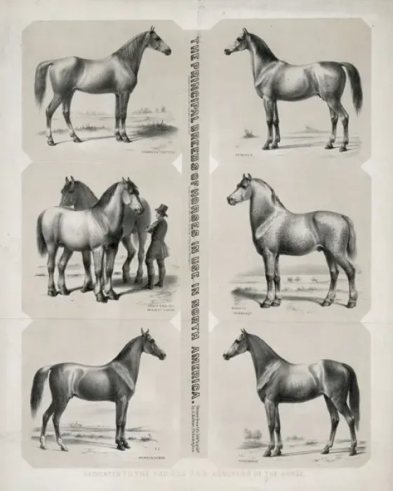 Framed Print : The Principal breeds of horses in use in North America Dedic Framed Print : The Principal breeds of horses in use in North America Dedic