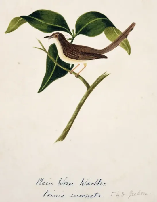 Framed Print : Prinia inornata, plain prinia Framed Print : Prinia inornata, plain prinia