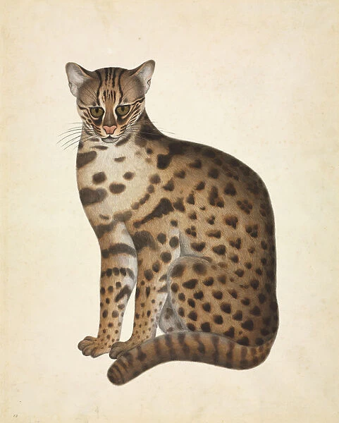 Prionailurus bengalensis, Leopard cat