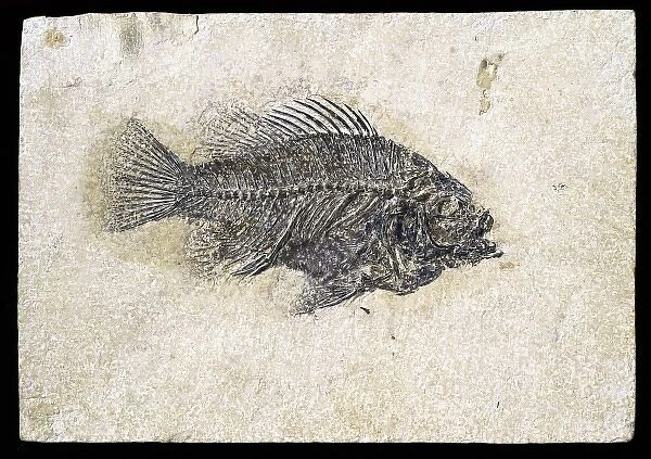 Priscacara clivosa, fossil fish