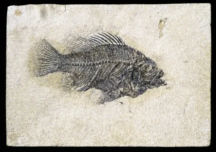Framed Print : Priscacara clivosa, fossil fish Framed Print : Priscacara clivosa, fossil fish