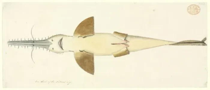 Framed Print : Pristiophorus cirratus, long nose sawshark Framed Print : Pristiophorus cirratus, long nose sawshark