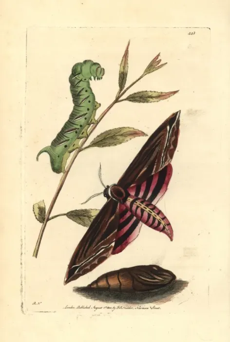 Framed Print : Privet hawk moth, Sphinx ligustri Framed Print : Privet hawk moth, Sphinx ligustri